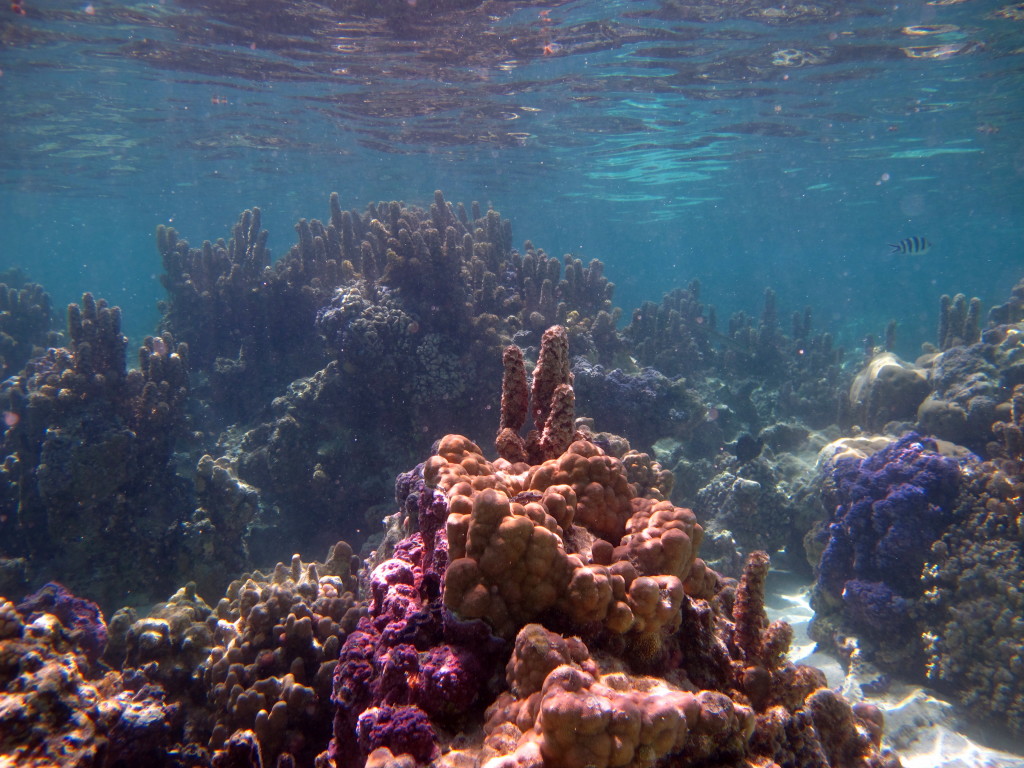 Jardins de corais em Bora Bora